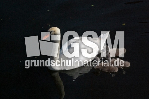 Schwan mit Jungen_2.JPG